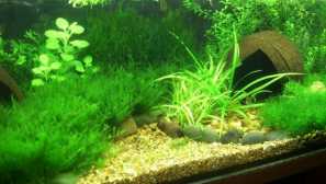 Vše, co potřebujete vědět o akváriu o 50 litrech